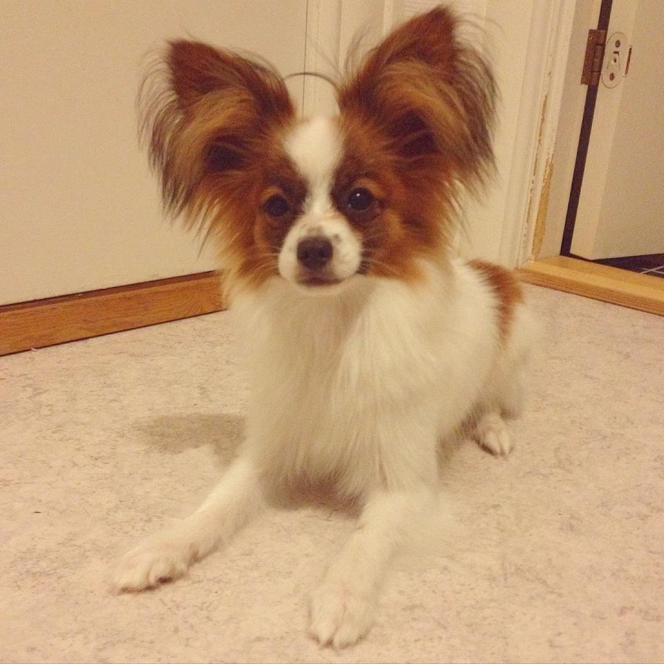 Papillon Askepot's Nemo "Louie" billede 13