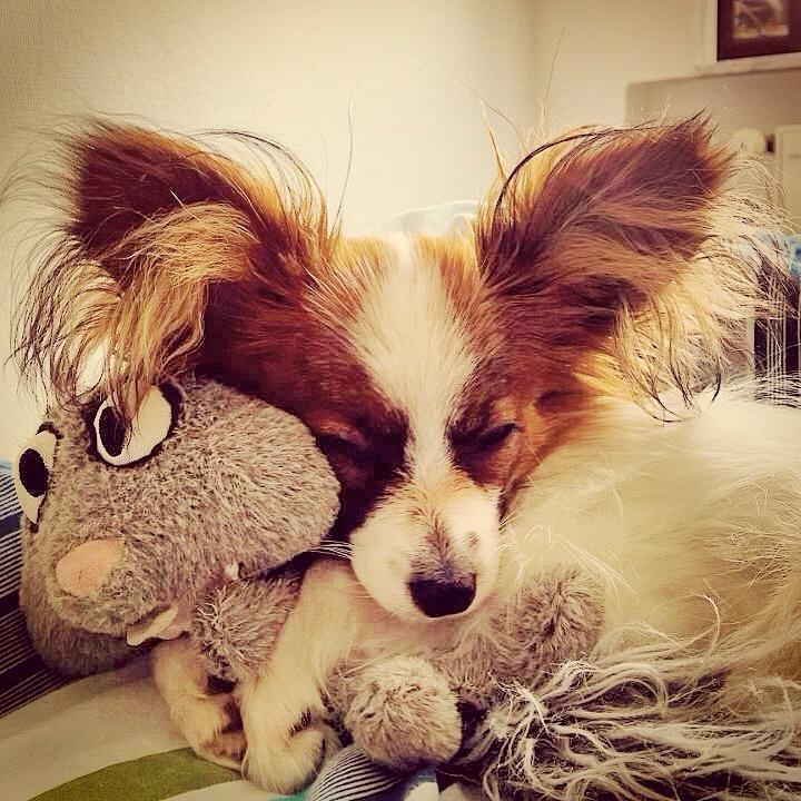 Papillon Askepot's Nemo "Louie" billede 12