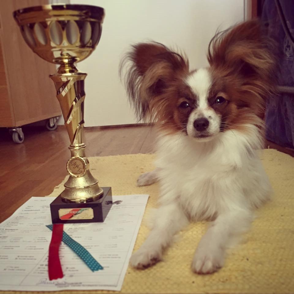 Papillon Askepot's Nemo "Louie" billede 16