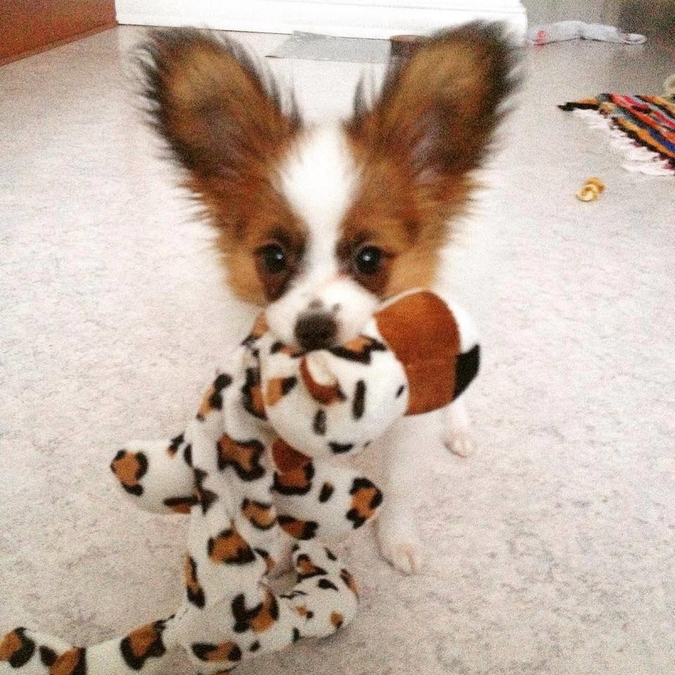 Papillon Askepot's Nemo "Louie" billede 8