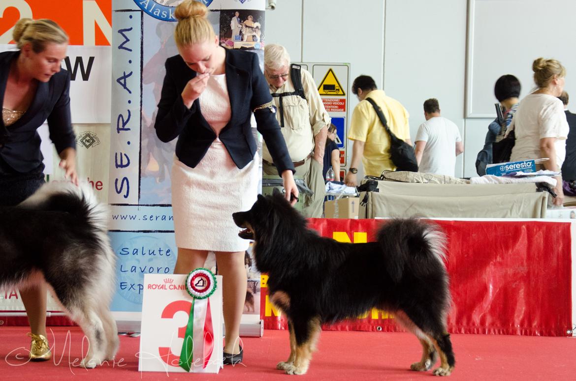 Finsk lapphund INTCH KBHV15 DKKV15 DKV16 Dreamlapin's Ainu billede 16