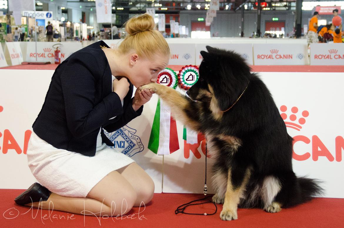 Finsk lapphund INTCH KBHV15 DKKV15 DKV16 Dreamlapin's Ainu billede 15