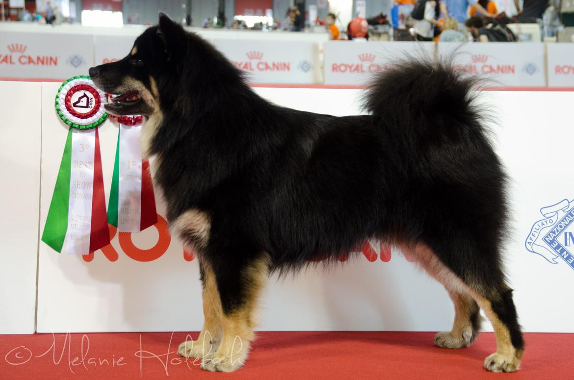Finsk lapphund INTCH KBHV15 DKKV15 DKV16 Dreamlapin's Ainu billede 18