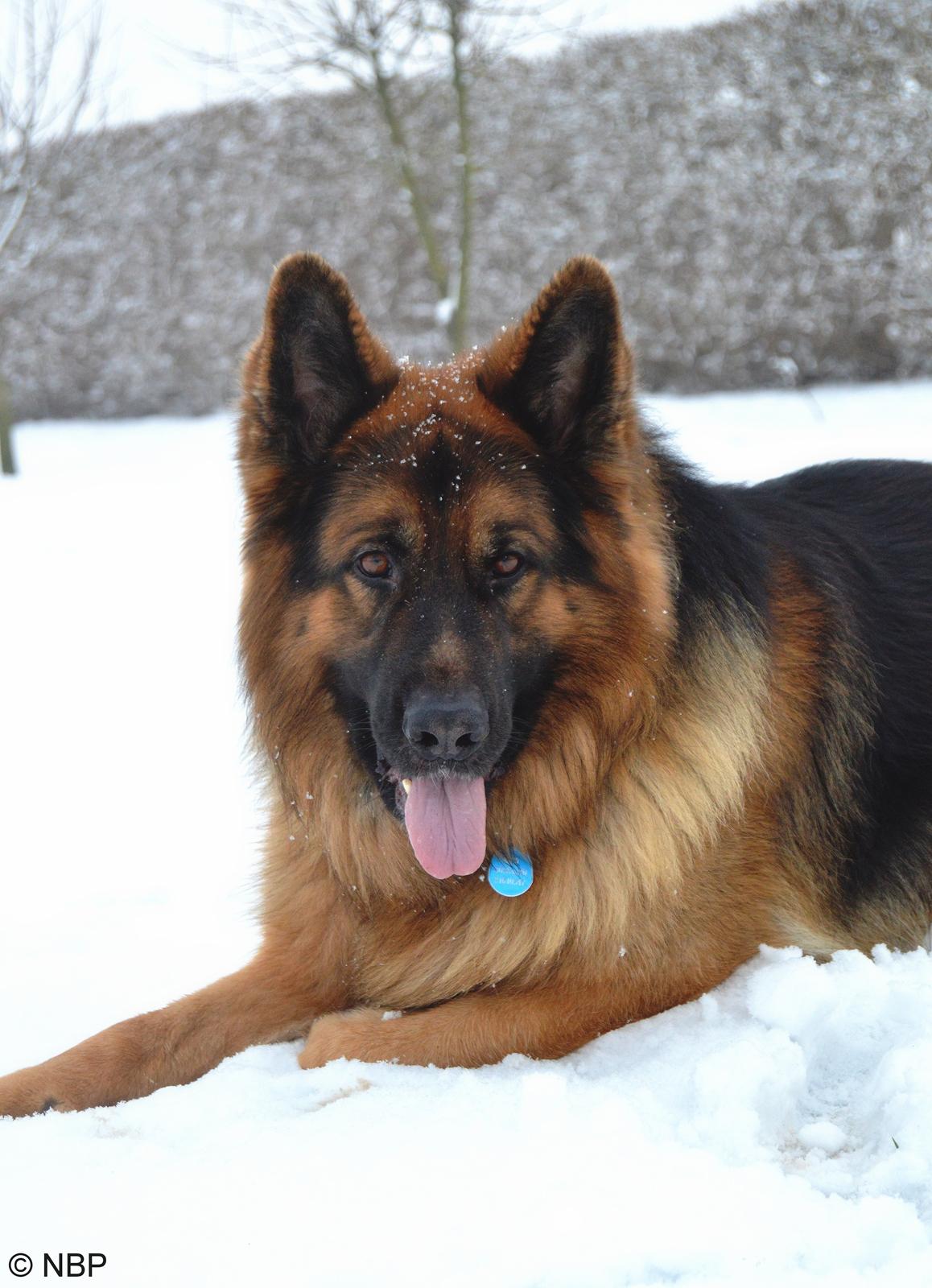 Schæferhund Rico - © NBP (Foto af mig selv) billede 14