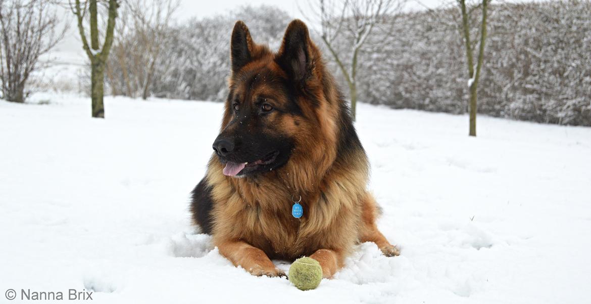 Schæferhund Rico - © NBP (Foto af mig selv) billede 2