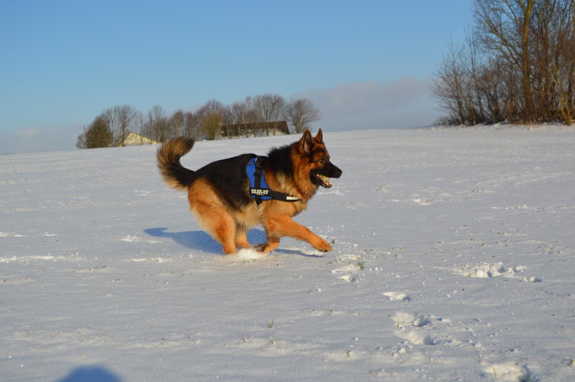 Schæferhund Rico - © NBP (Foto af mig selv) billede 12