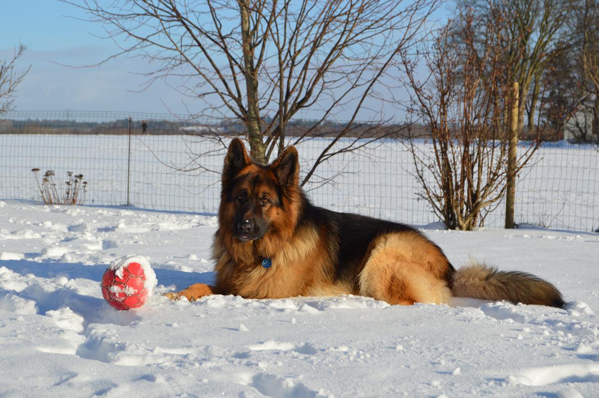 Schæferhund Rico - © NBP (Foto af mig selv) billede 4