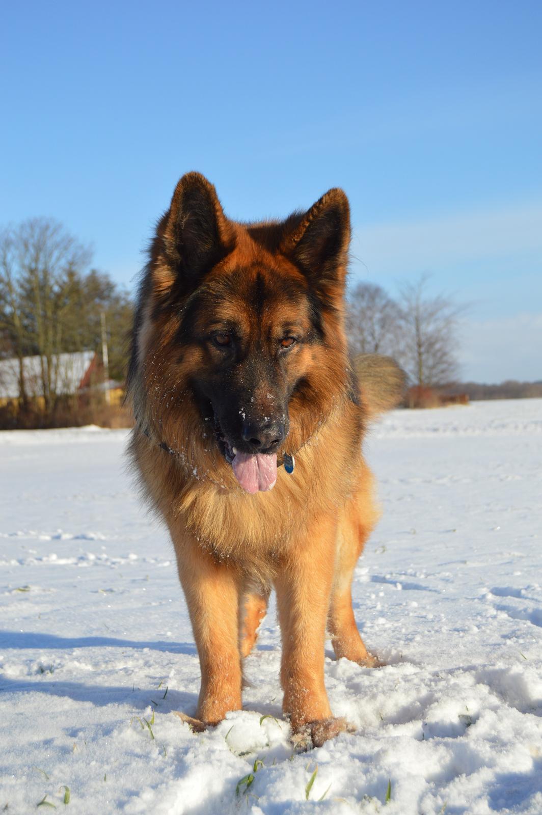 Schæferhund Rico - © NBP (Foto af mig selv) billede 13