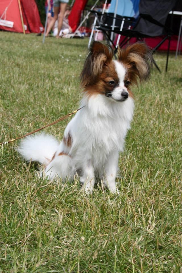 Papillon Askepot's Nemo "Louie" billede 3