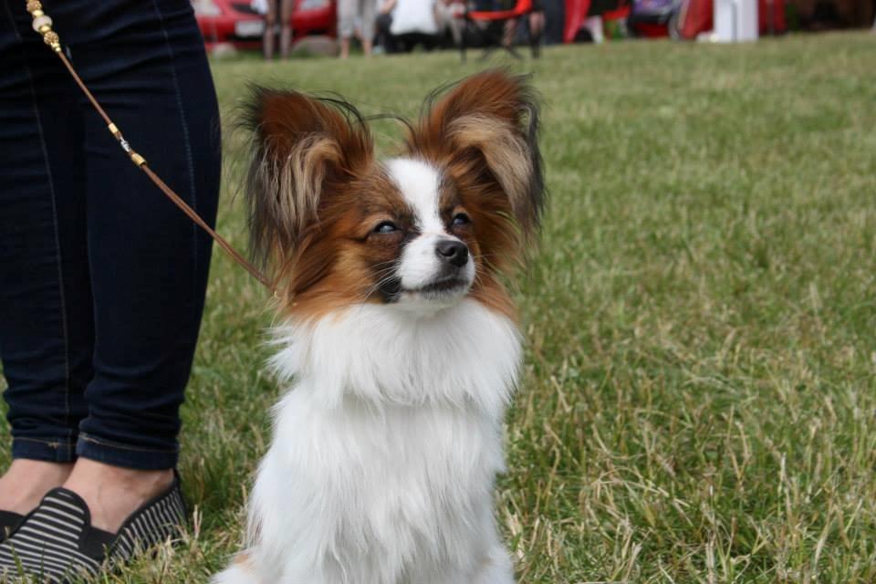 Papillon Askepot's Nemo "Louie" billede 2