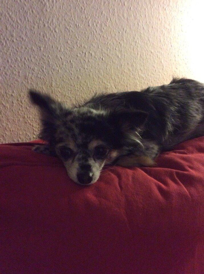 Chihuahua Pixzi billede 4