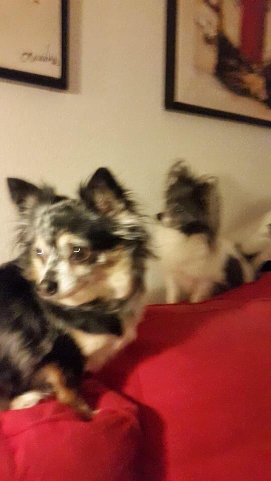 Chihuahua Pixzi billede 5