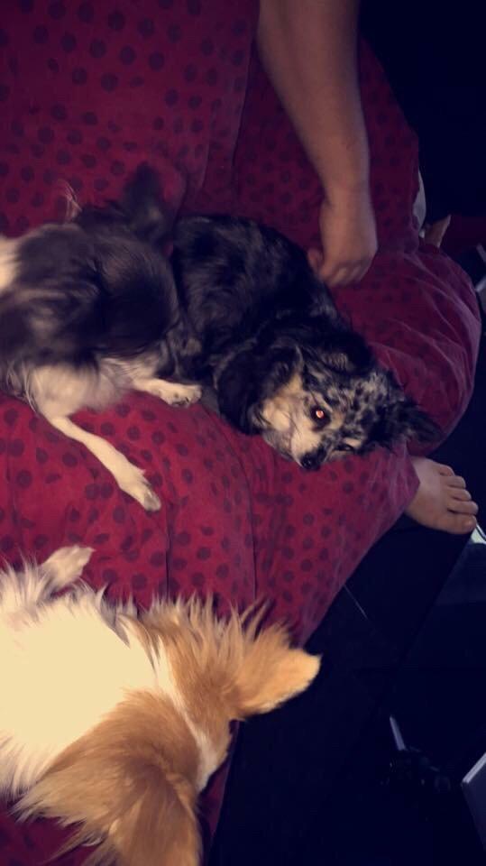 Chihuahua Pixzi billede 2