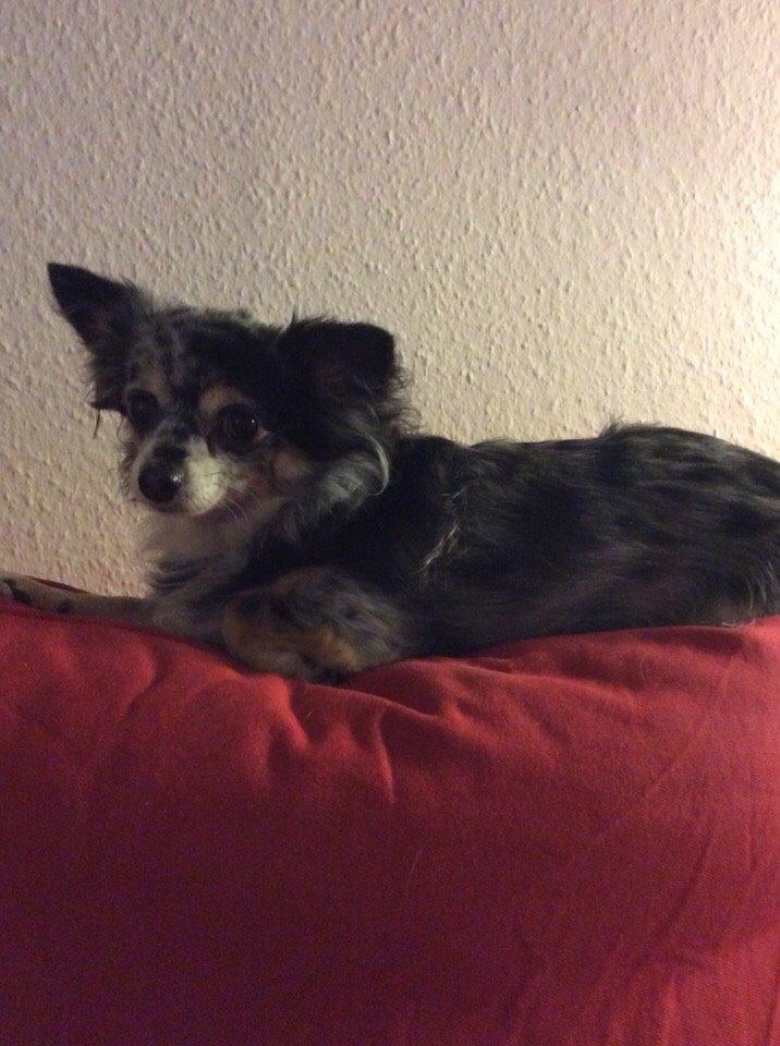 Chihuahua Pixzi billede 1