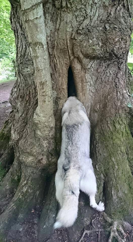 Blanding af racer Aniu billede 49