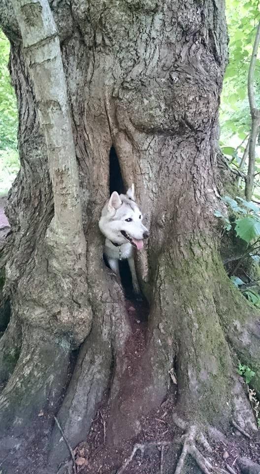 Blanding af racer Aniu billede 50