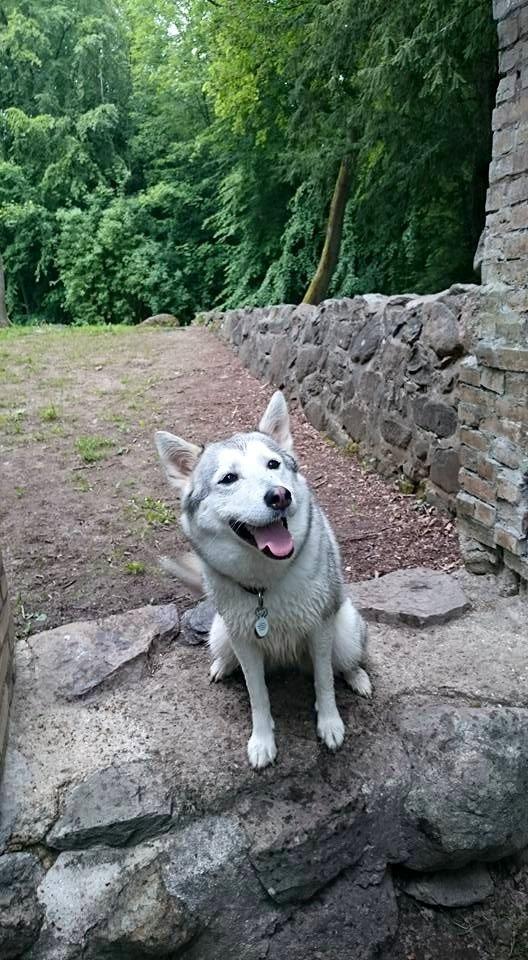 Blanding af racer Aniu billede 48