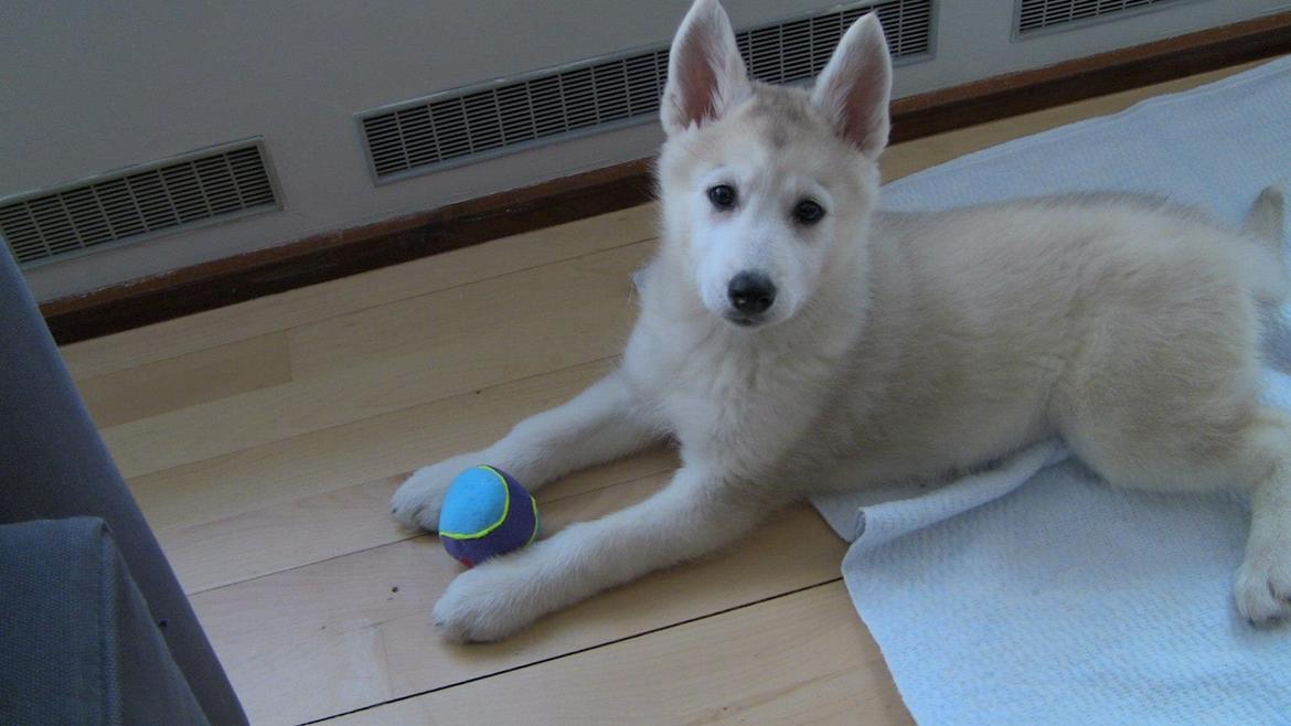 Blanding af racer Aniu billede 4