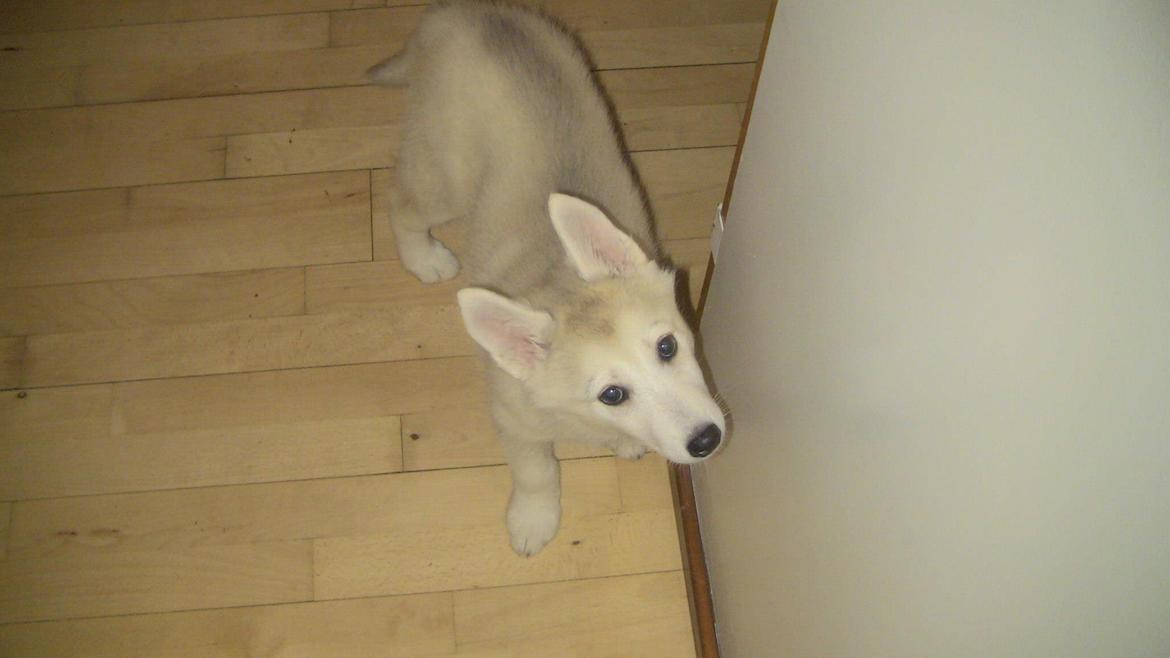 Blanding af racer Aniu billede 2