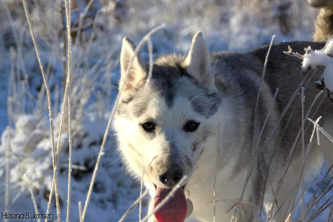 Blanding af racer Aniu billede 47