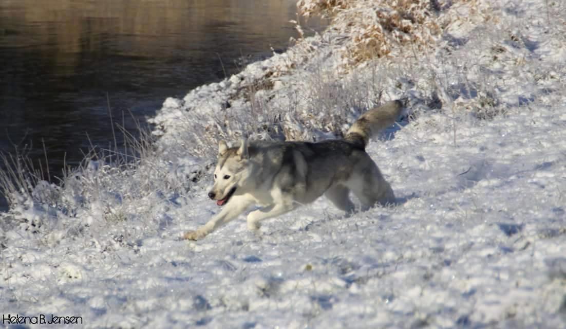 Blanding af racer Aniu billede 45