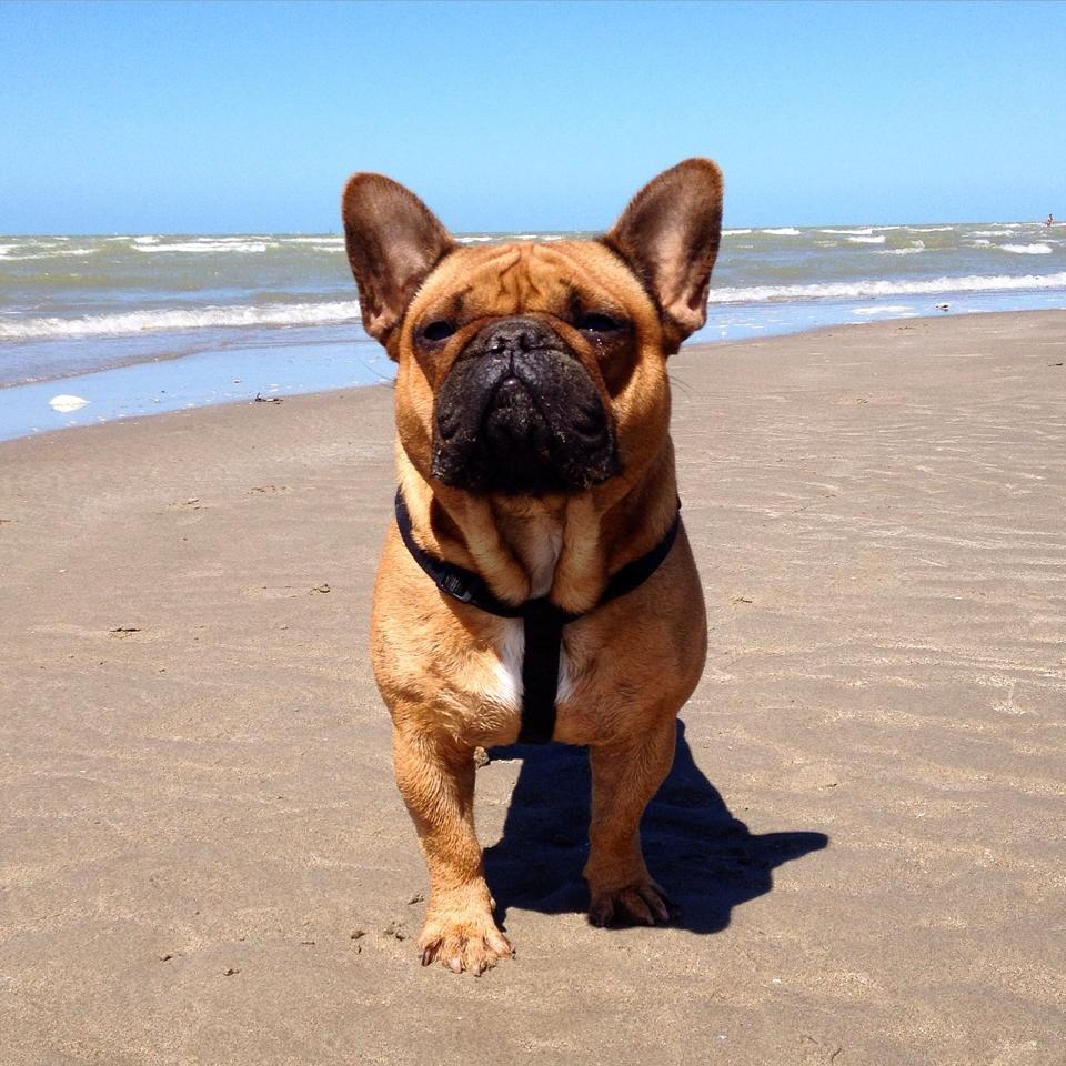 Fransk bulldog Uffe billede 1