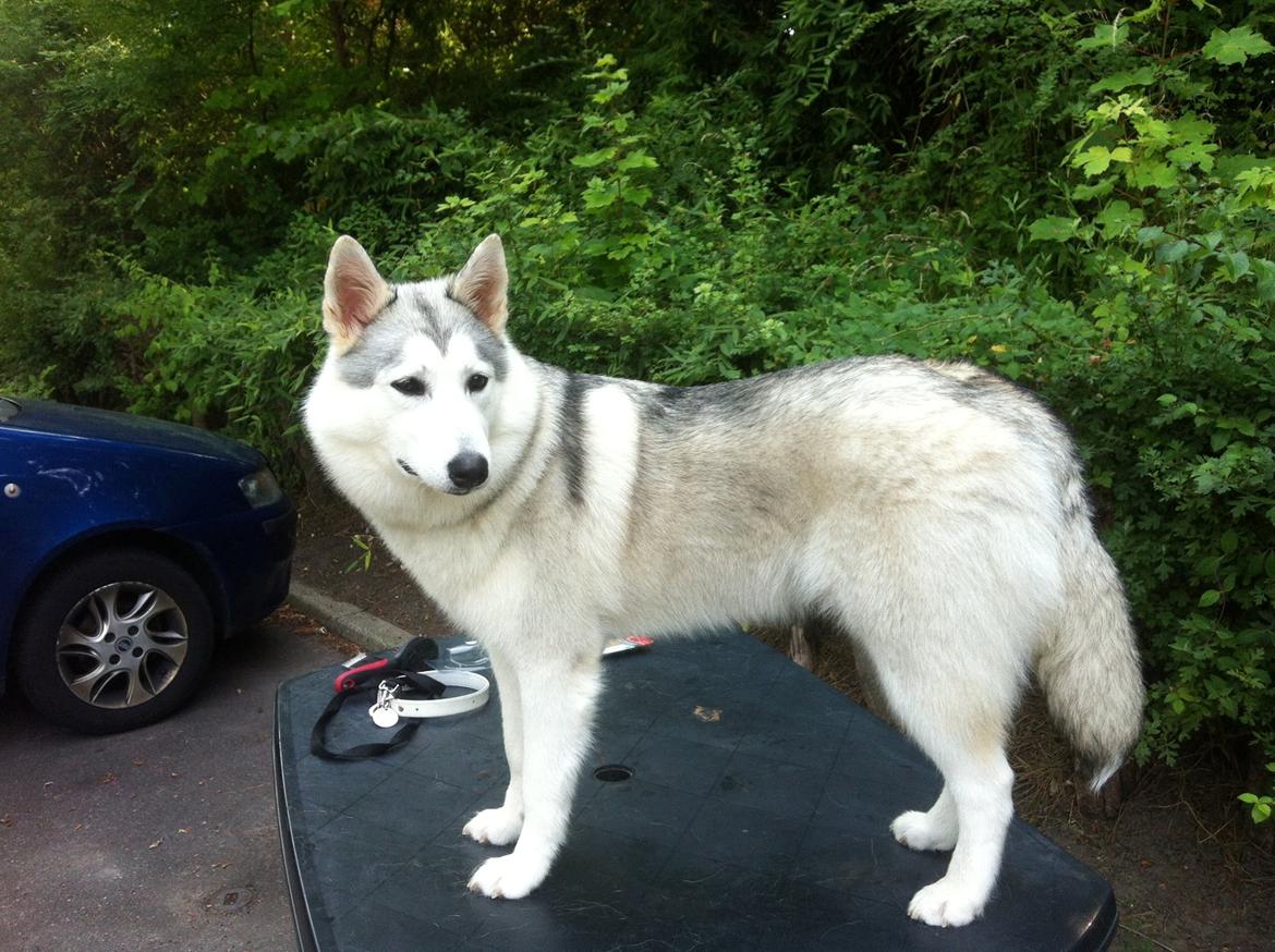 Blanding af racer Aniu billede 33