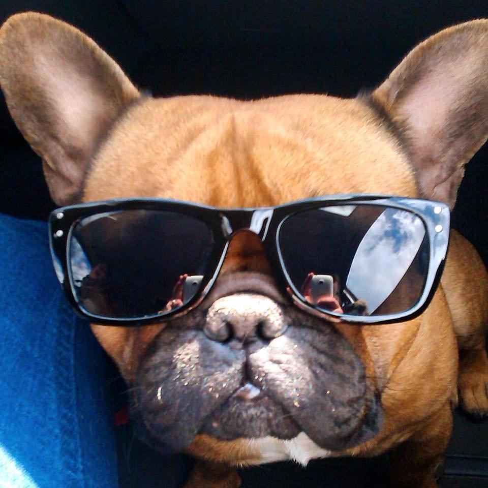 Fransk bulldog Uffe billede 2