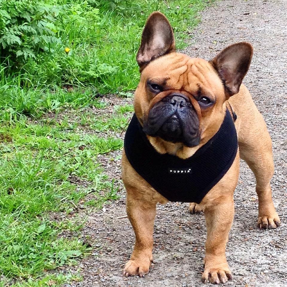 Fransk bulldog Uffe billede 3