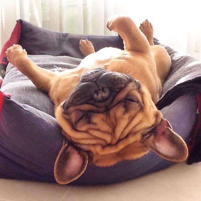 Fransk bulldog Uffe - Uffe i sin yndlingsstilling.. billede 4