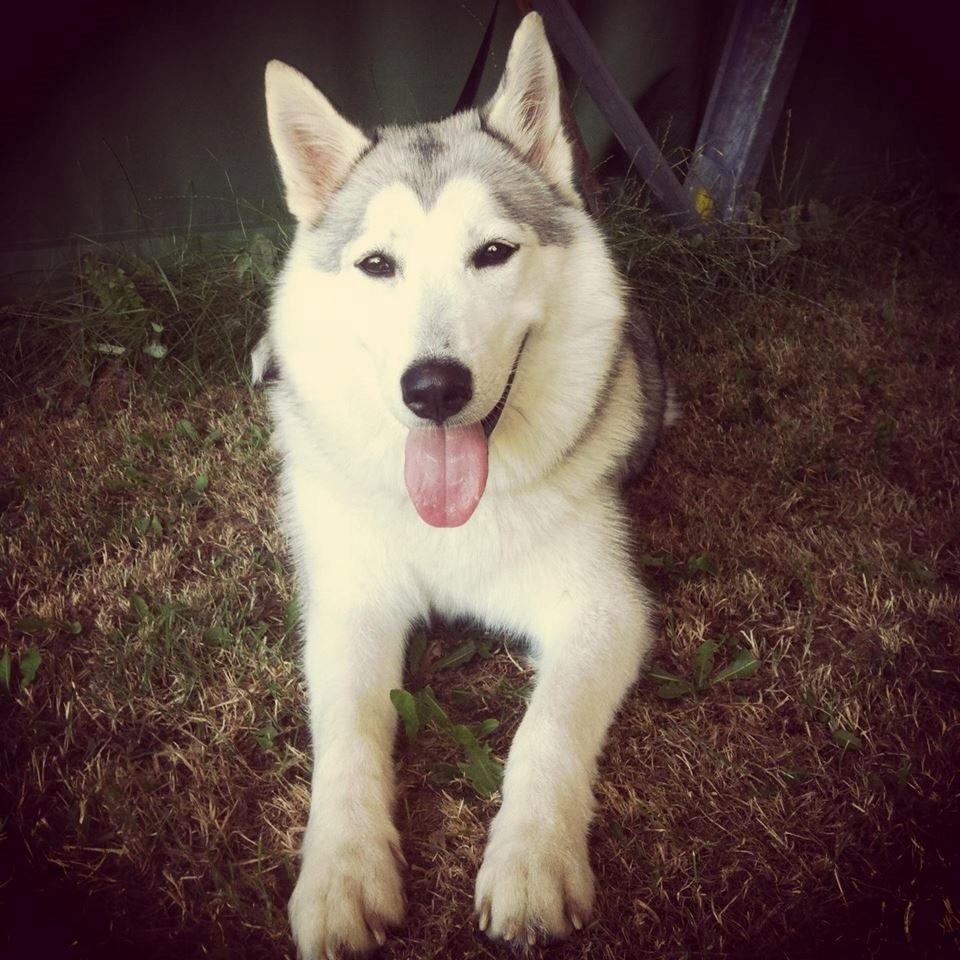 Blanding af racer Aniu billede 34