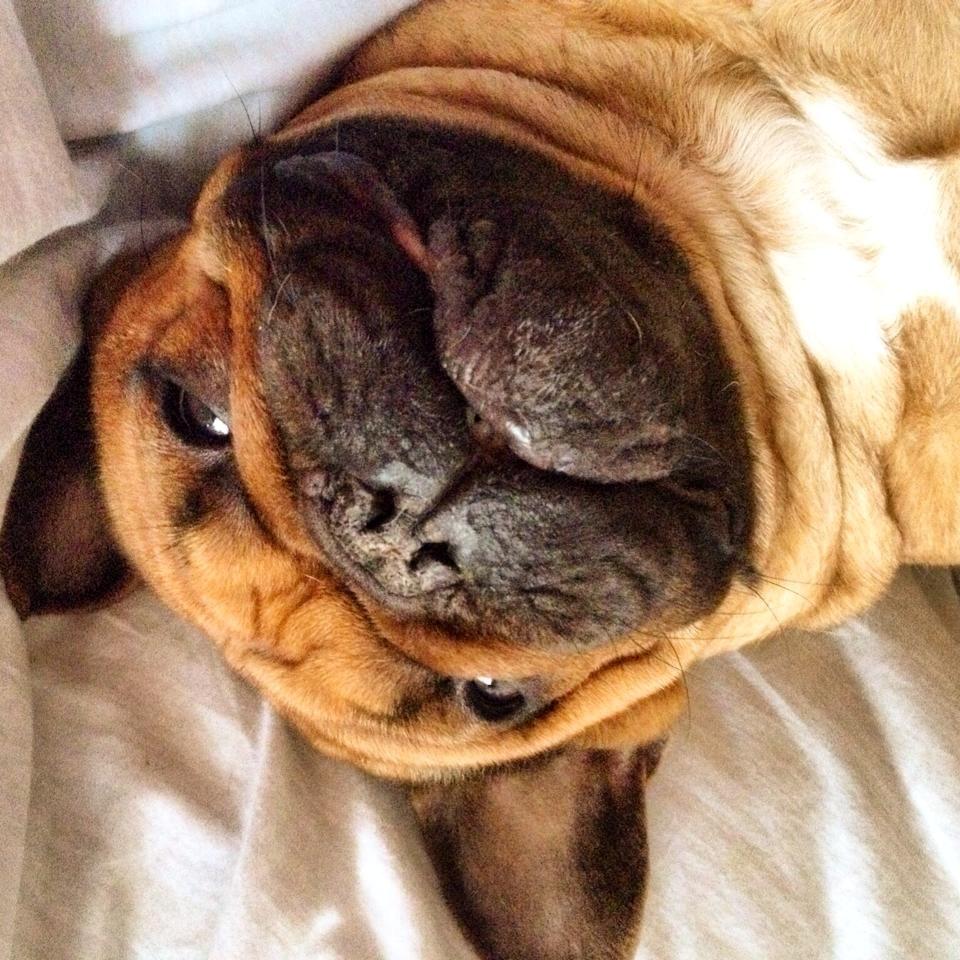 Fransk bulldog Uffe billede 5