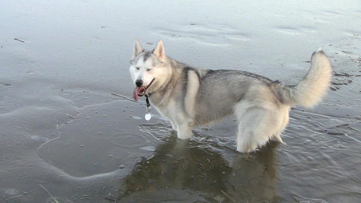 Blanding af racer Aniu billede 43