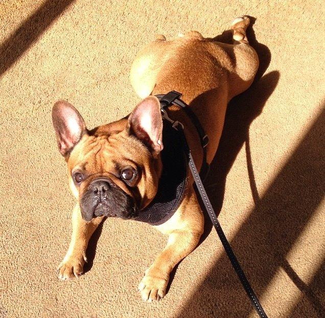 Fransk bulldog Uffe billede 6