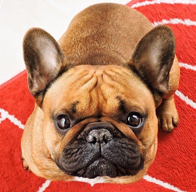 Fransk bulldog Uffe billede 7