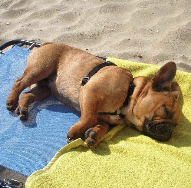 Fransk bulldog Uffe billede 8