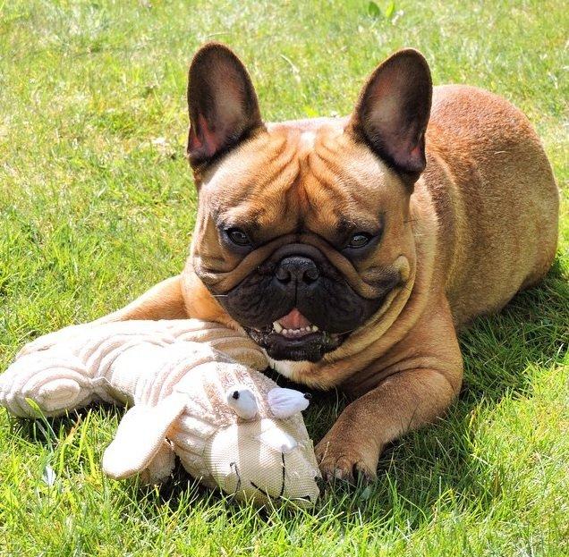 Fransk bulldog Uffe billede 9