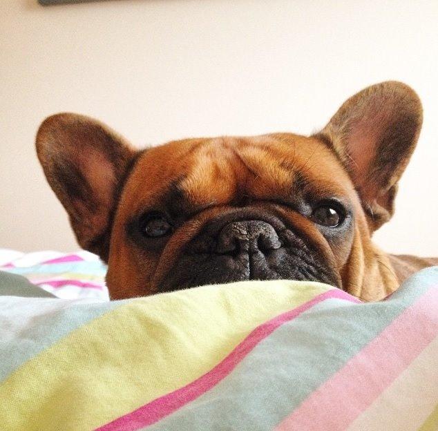 Fransk bulldog Uffe billede 10