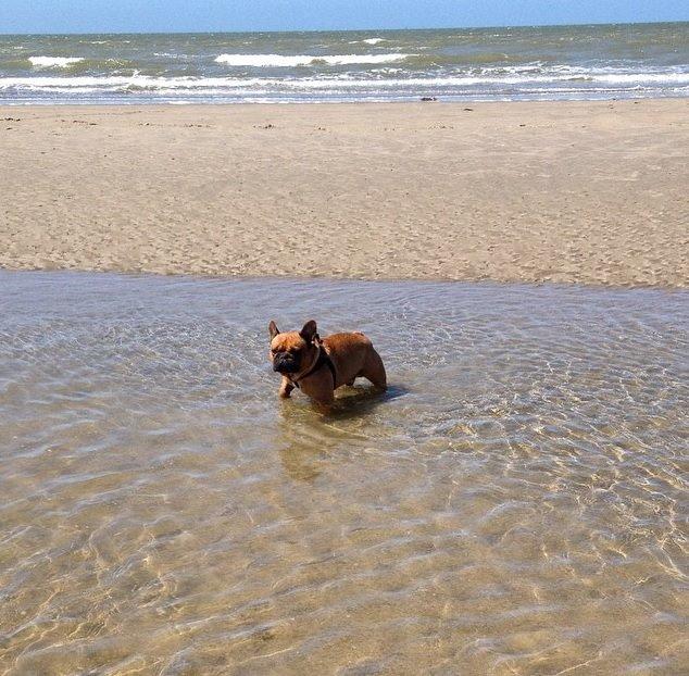 Fransk bulldog Uffe billede 11