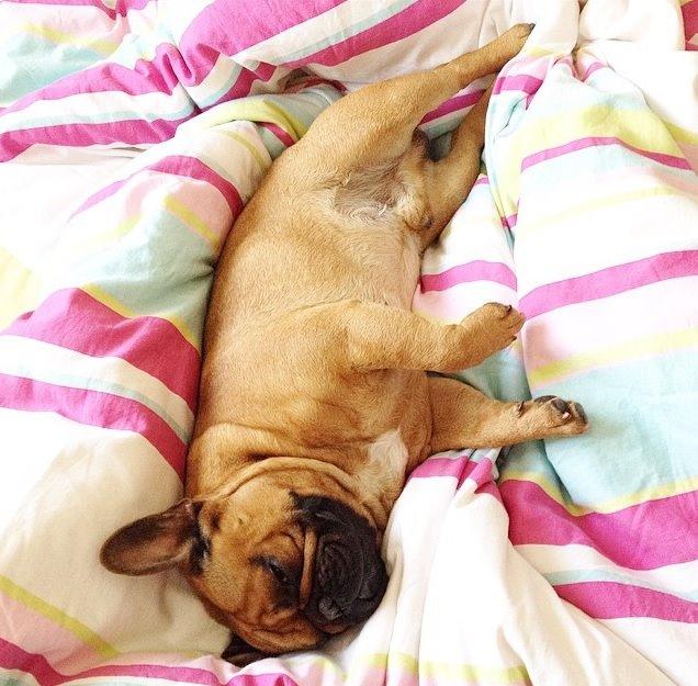 Fransk bulldog Uffe billede 12