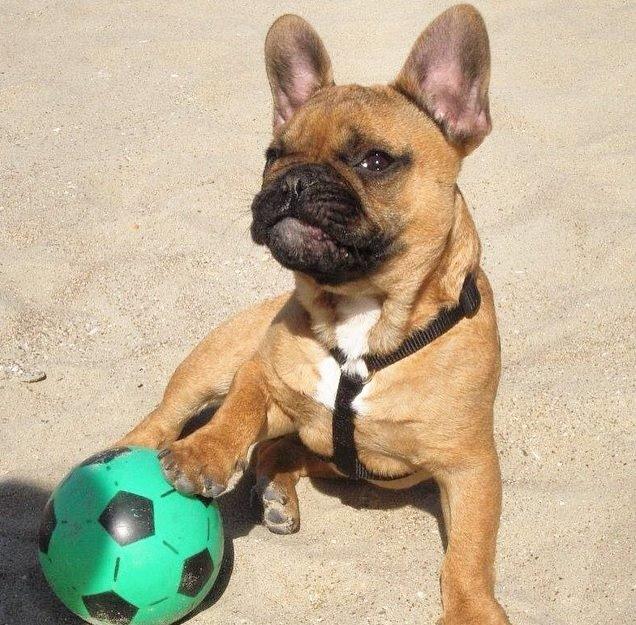 Fransk bulldog Uffe - Baby Uffe <3 billede 13