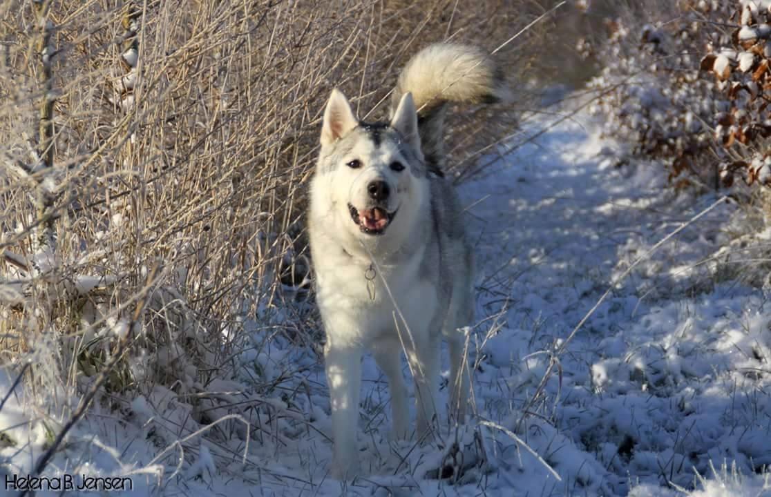 Blanding af racer Aniu billede 46