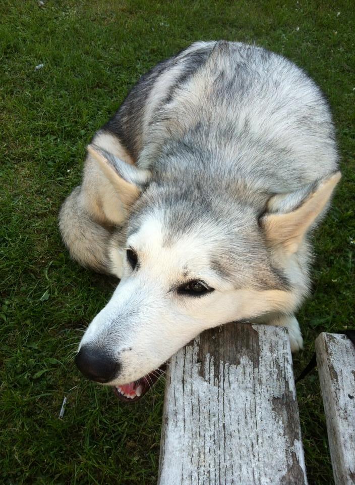 Blanding af racer Aniu billede 25