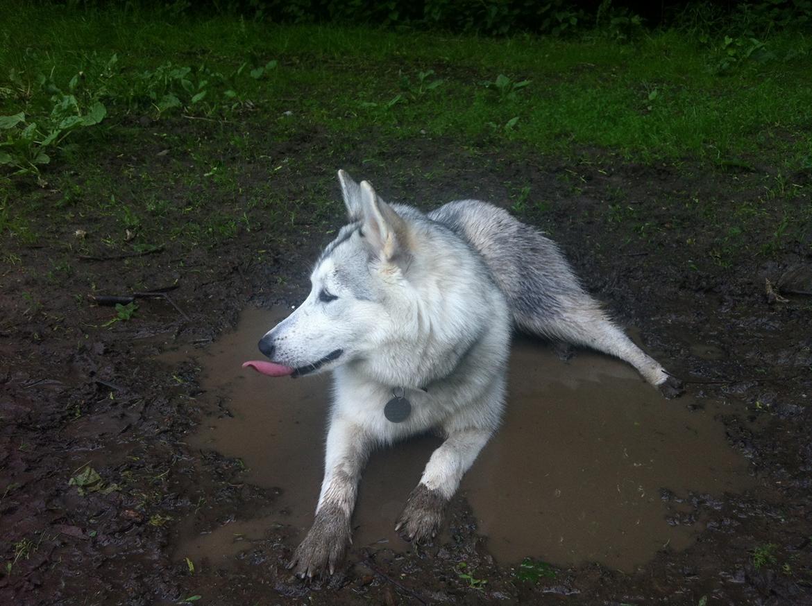 Blanding af racer Aniu billede 22