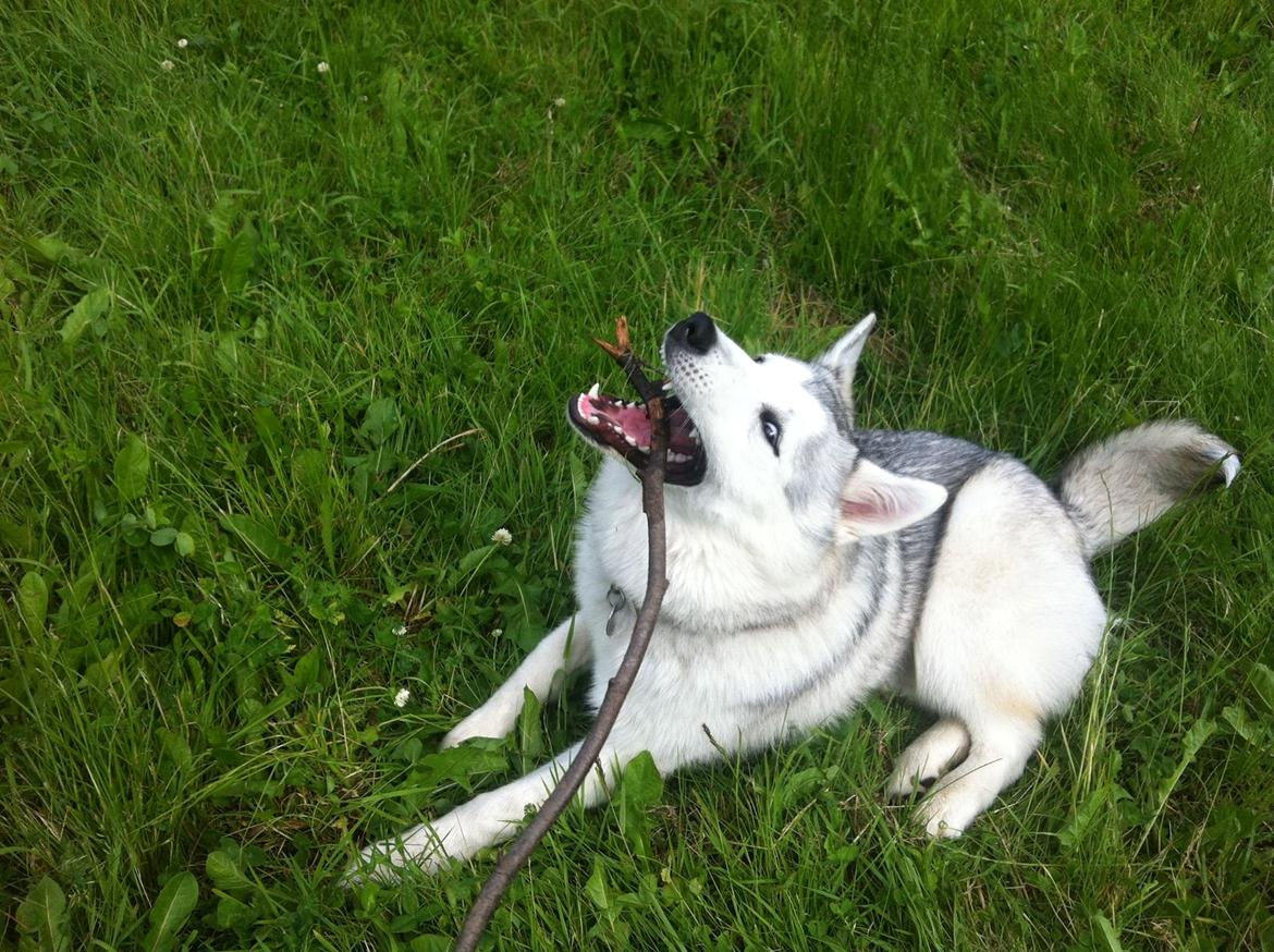 Blanding af racer Aniu billede 24