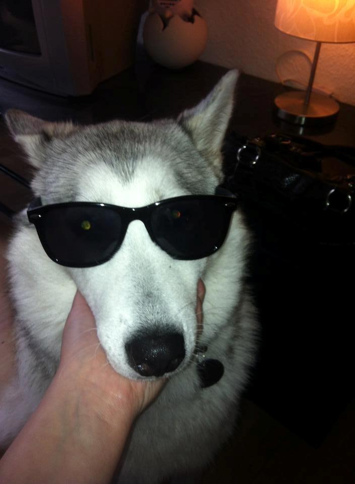 Blanding af racer Aniu billede 27