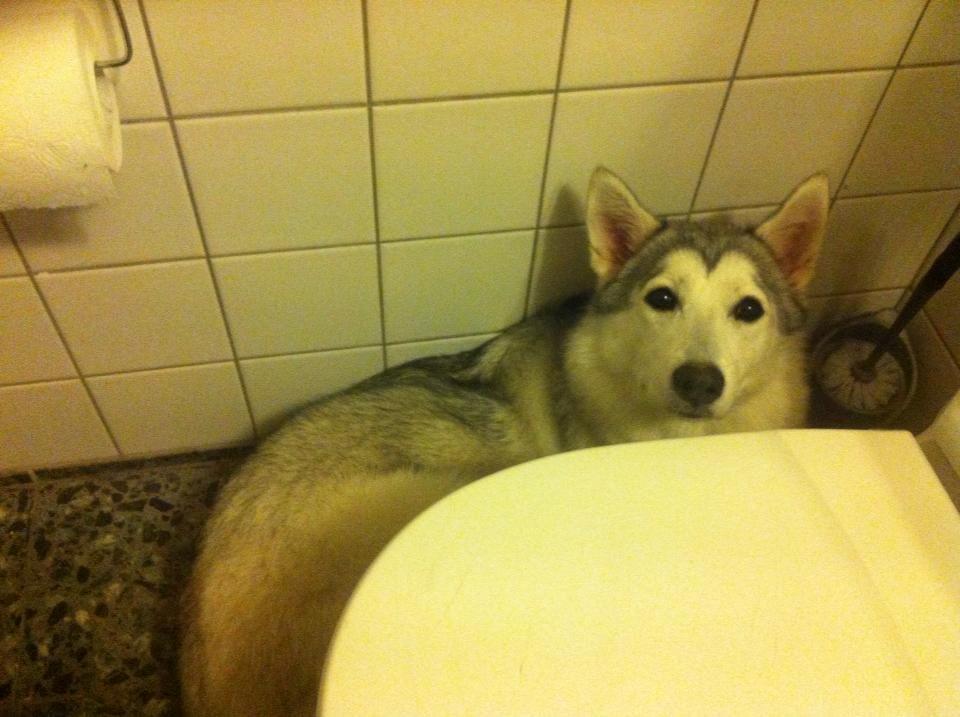 Blanding af racer Aniu billede 15