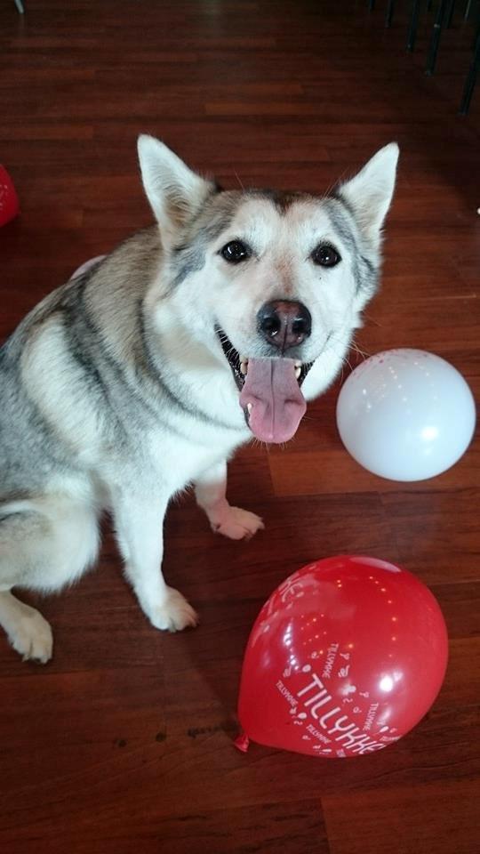 Blanding af racer Aniu billede 30