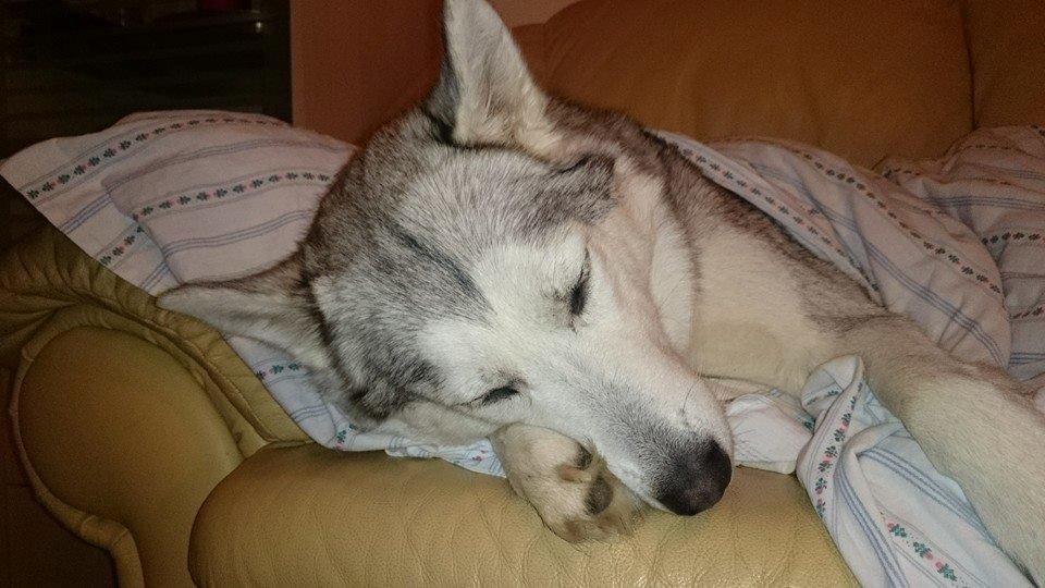 Blanding af racer Aniu billede 42