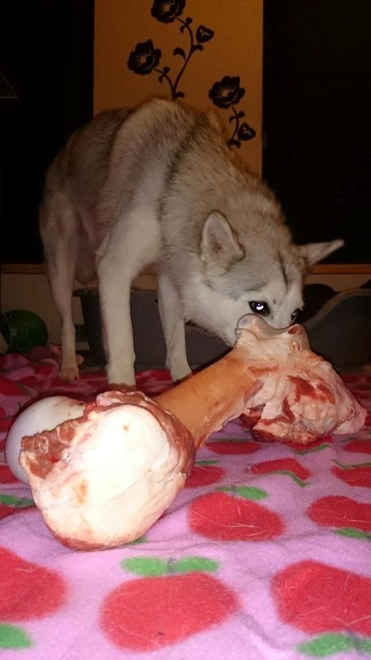 Blanding af racer Aniu billede 29